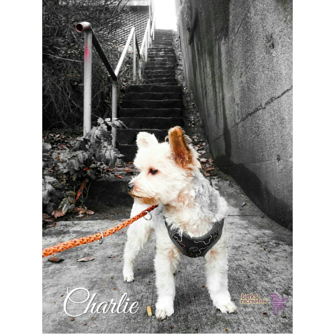 BarksnRec in Trail, BC New Instagram Photo: Charlie is a little dog with big personality. #barksnrec
