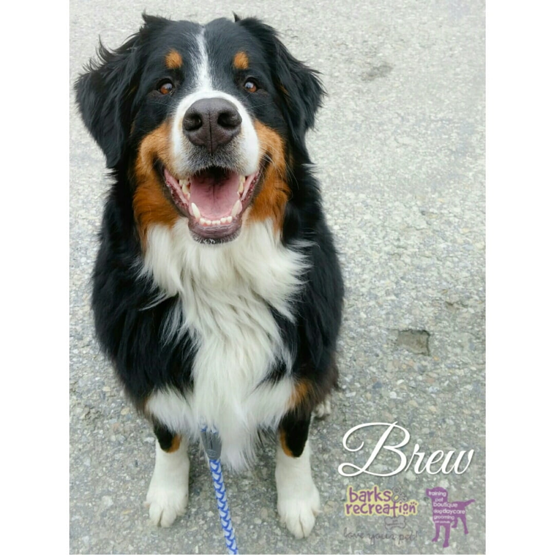BarksnRec in Trail, BC New Instagram Photo: Brew was pretty happy to be out and about, exploring new stuff today. #barksnrec #dogsmile