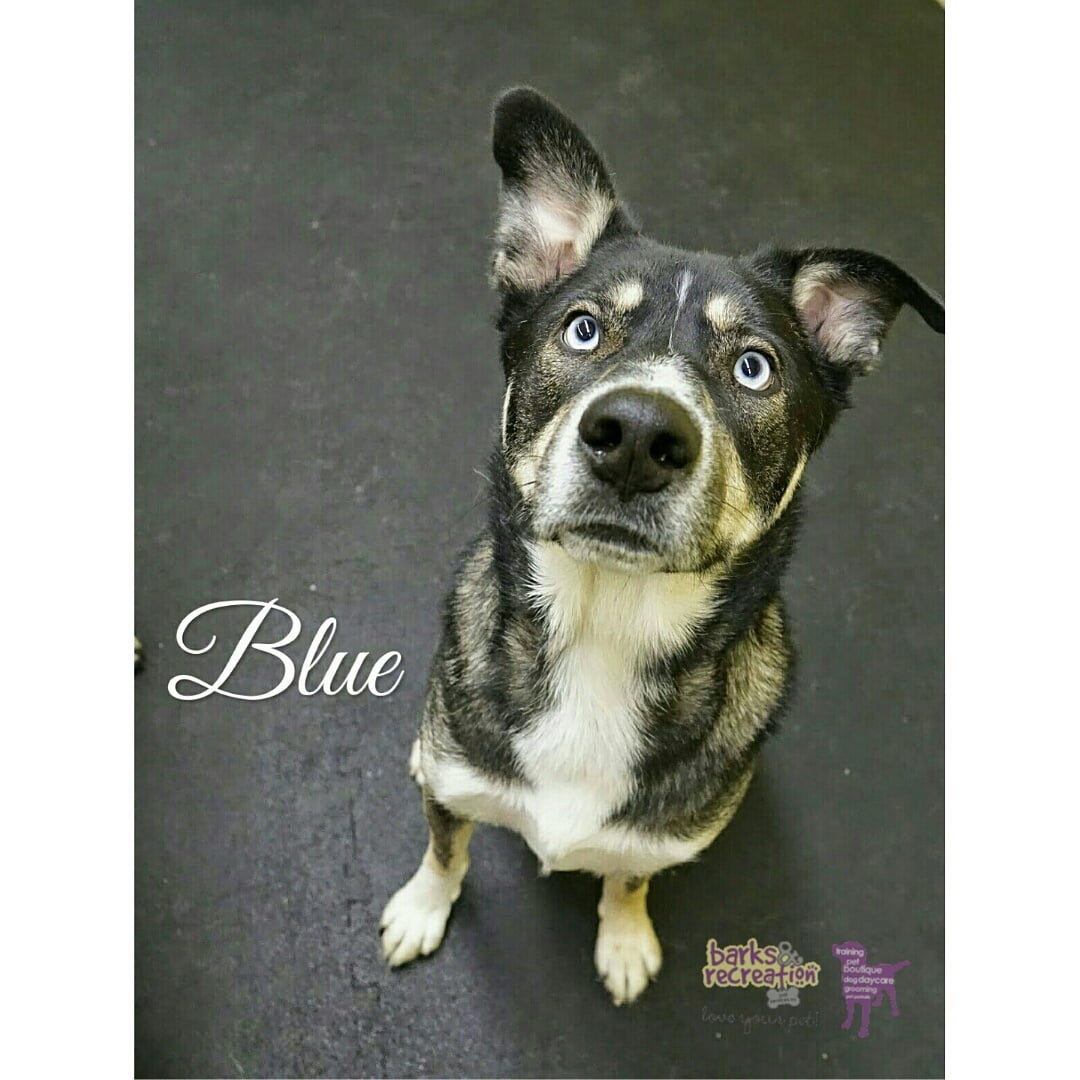 BarksnRec in Trail, BC New Instagram Photo: Blue is a wonderful and quirky fellow that pops in from time to time. #barksnrec
