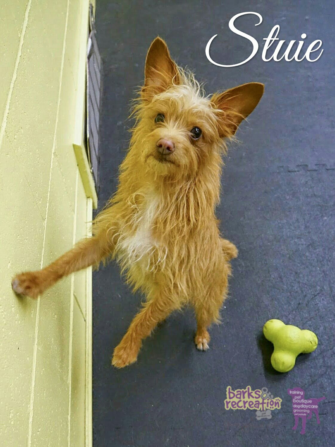 BarksnRec in Trail, BC New Instagram Photo: Stuie posing while leaning on the stylish brick wall. #barksnrec