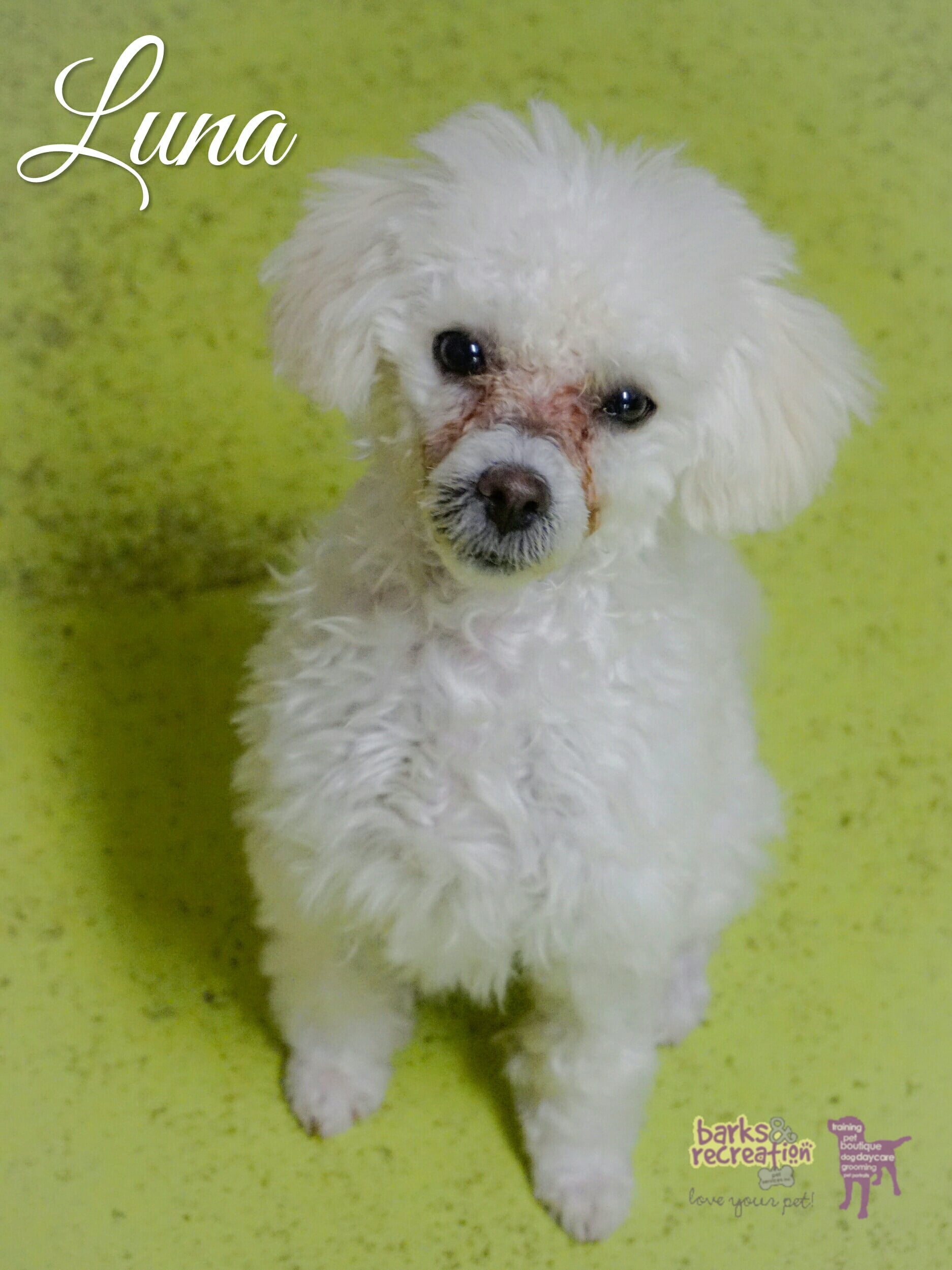 BarksnRec in Trail, BC New Instagram Photo: Luna is a shy #bolognese