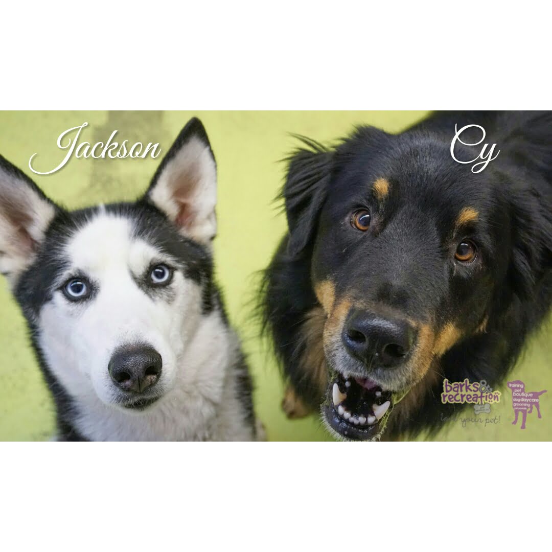 BarksnRec in Trail, BC New Instagram Photo: Jackson, the #husky, and Cy, the #dude. #barksnrec