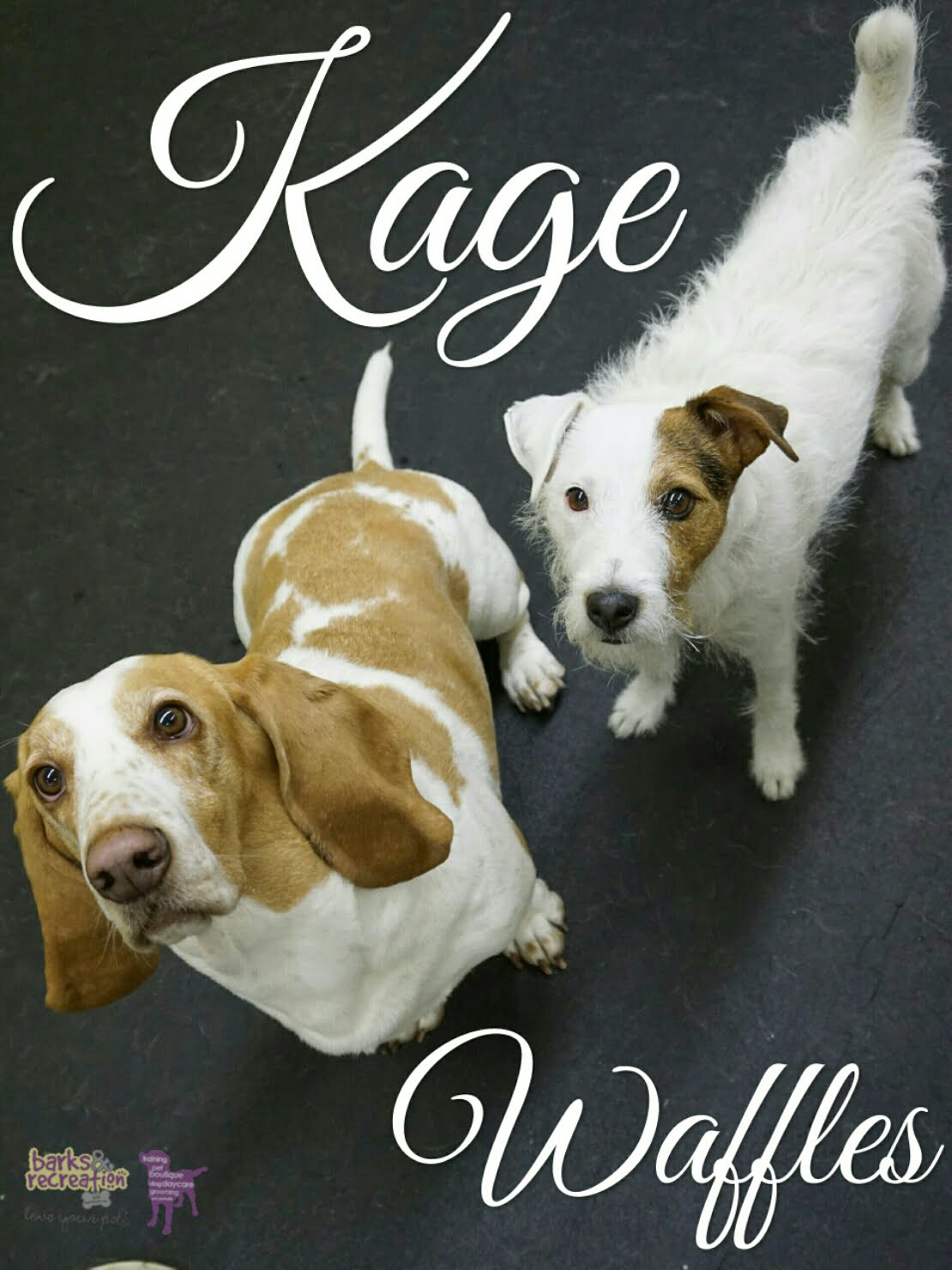 BarksnRec in Trail, BC New Instagram Photo: Kage and Waffles! #barksnrec