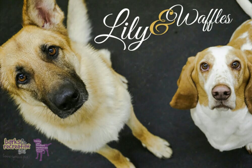 BarksnRec in Trail, BC New Instagram Photo: Lily & Waffles! #barksnrec