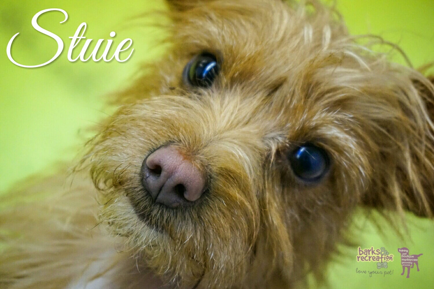 BarksnRec in Trail, BC New Instagram Photo: Stuie! #upclose #barksnrec