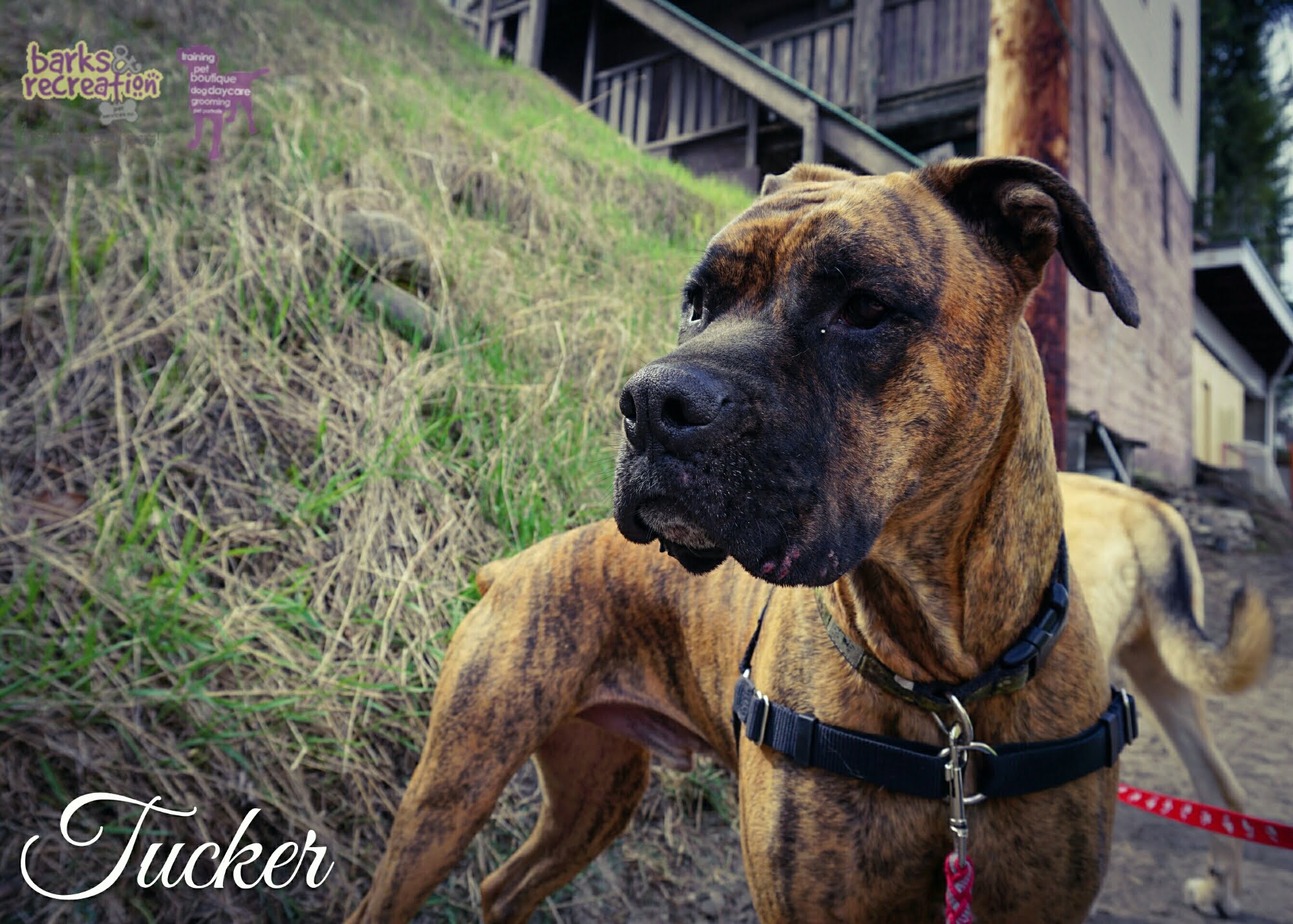 BarksnRec in Trail, BC New Instagram Photo: Big, happy, brindle-boy, Tucker. #barksnrec