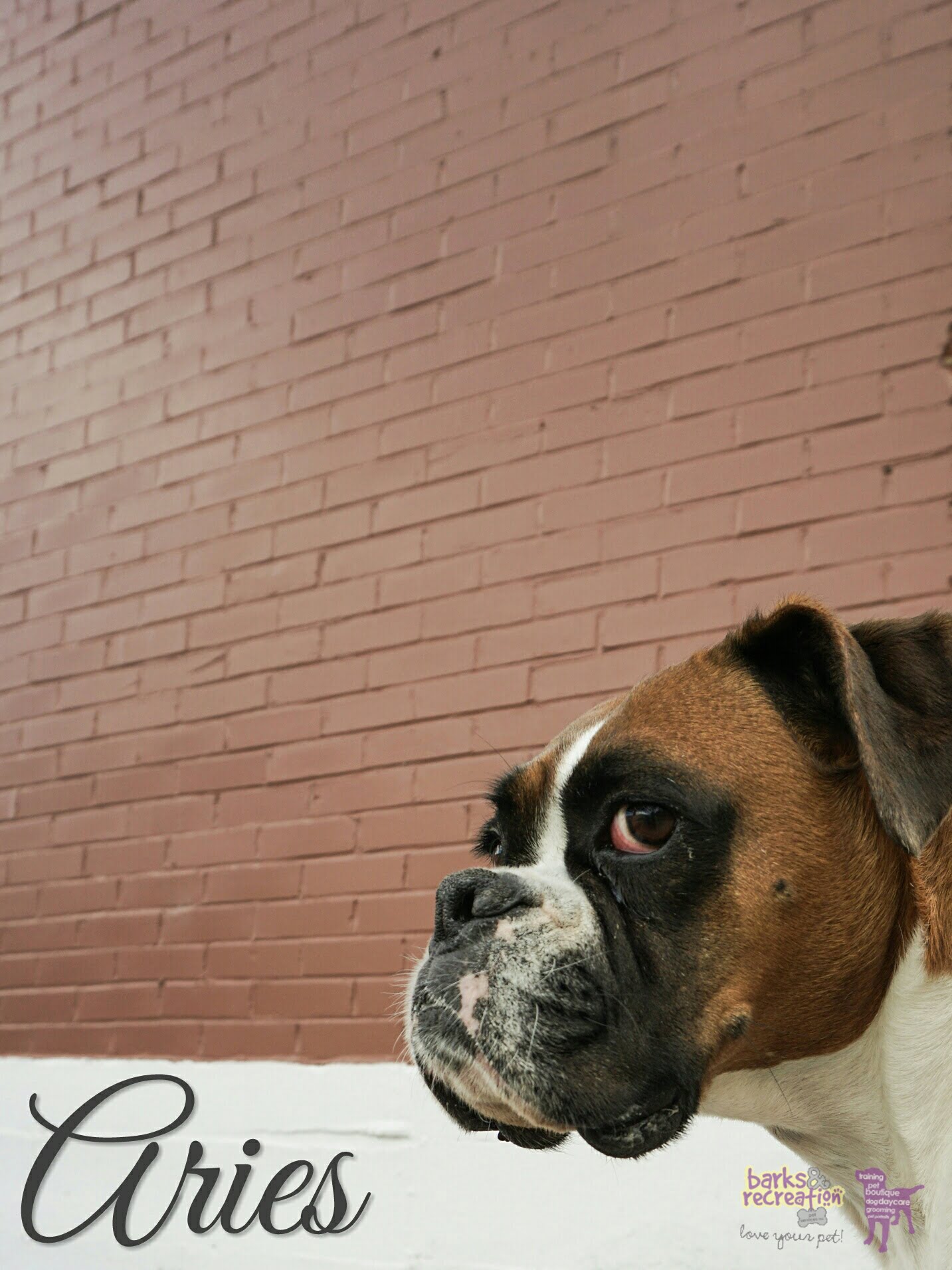 BarksnRec in Trail, BC New Instagram Photo: Aries and the wall. #barksnrec
