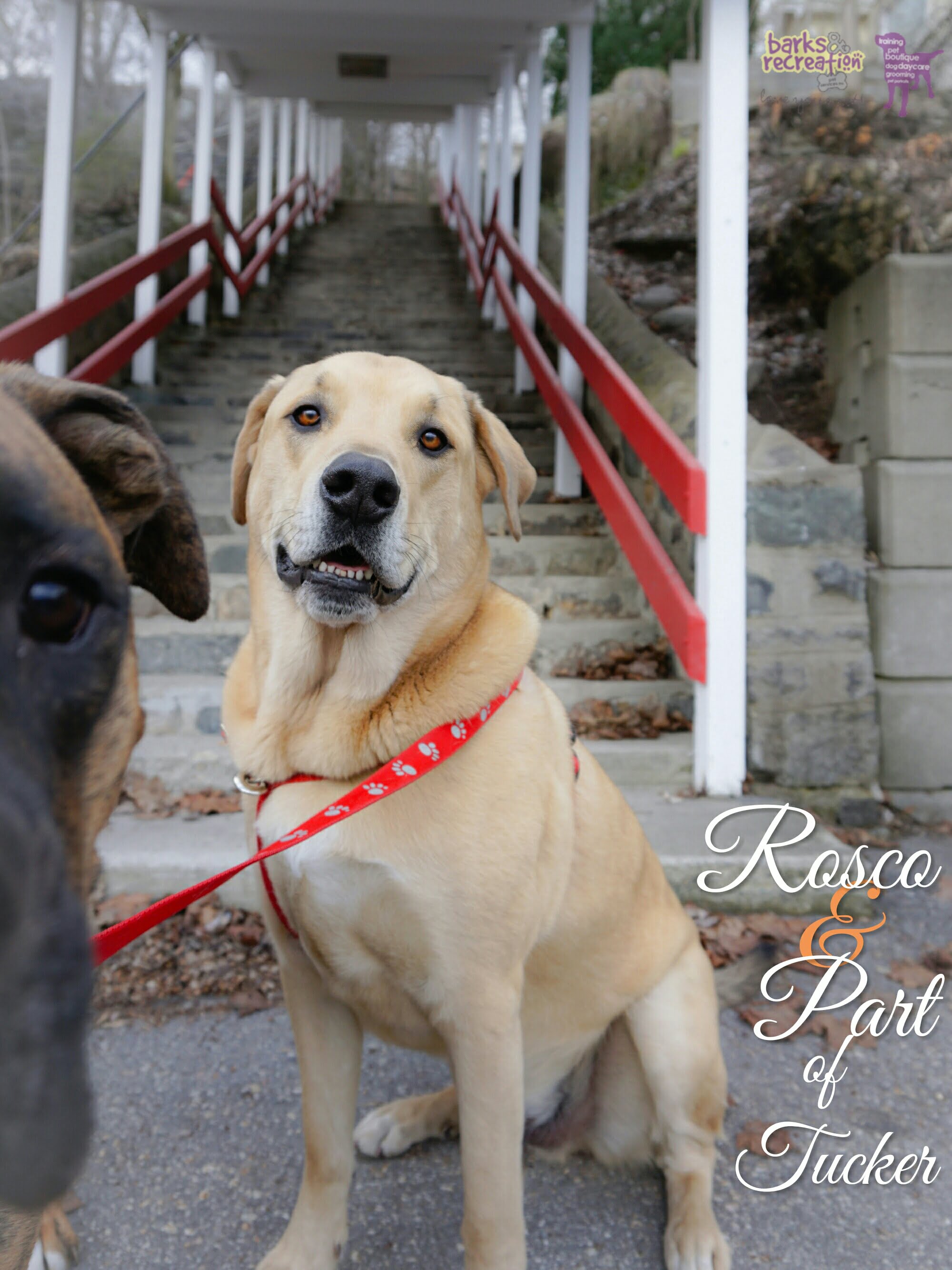 BarksnRec in Trail, BC New Instagram Photo: Rosco & part of Tucker. #barksnrec