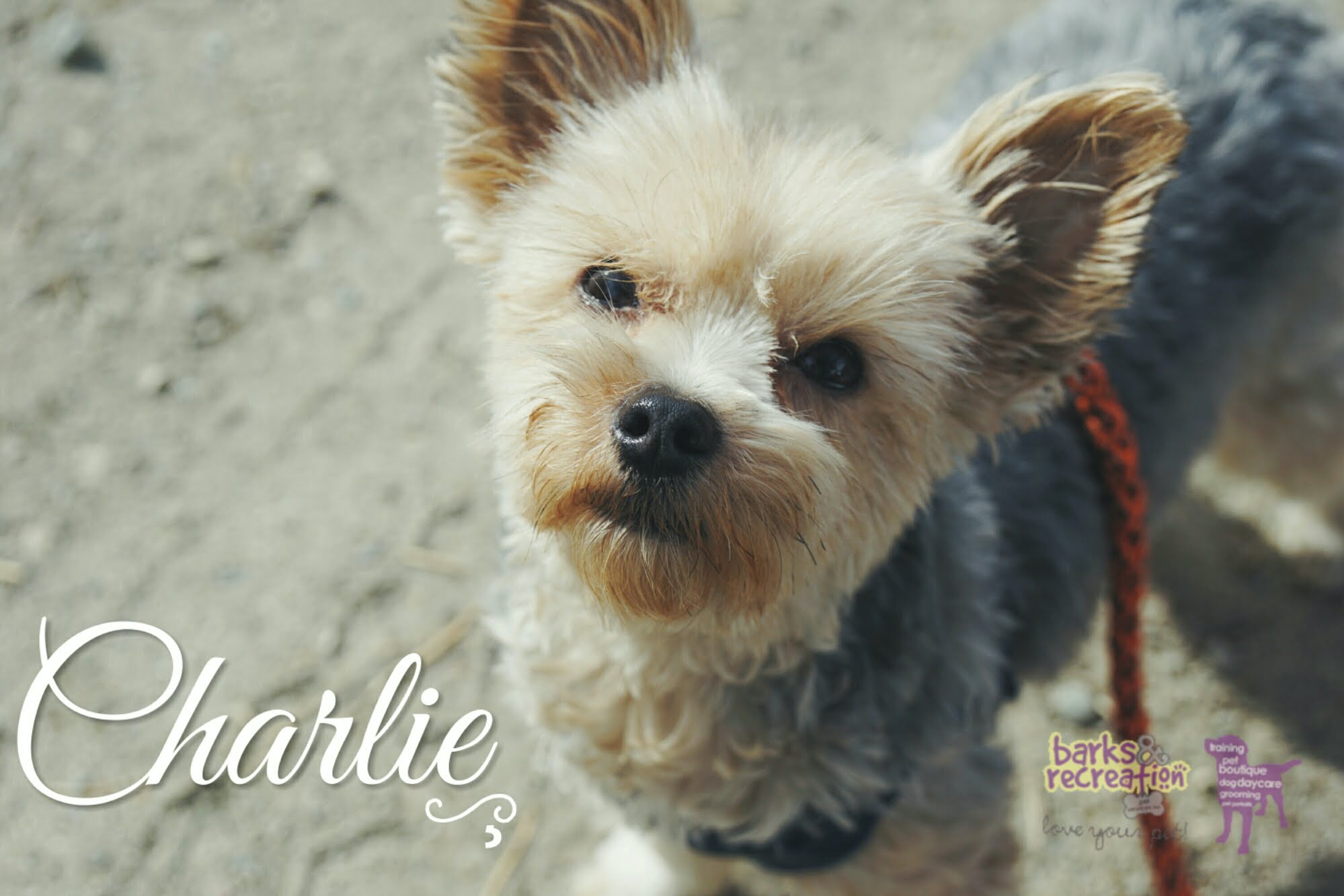 BarksnRec in Trail, BC New Instagram Photo: Charlie squinting at me in the warm #spring sun. #barksnrec