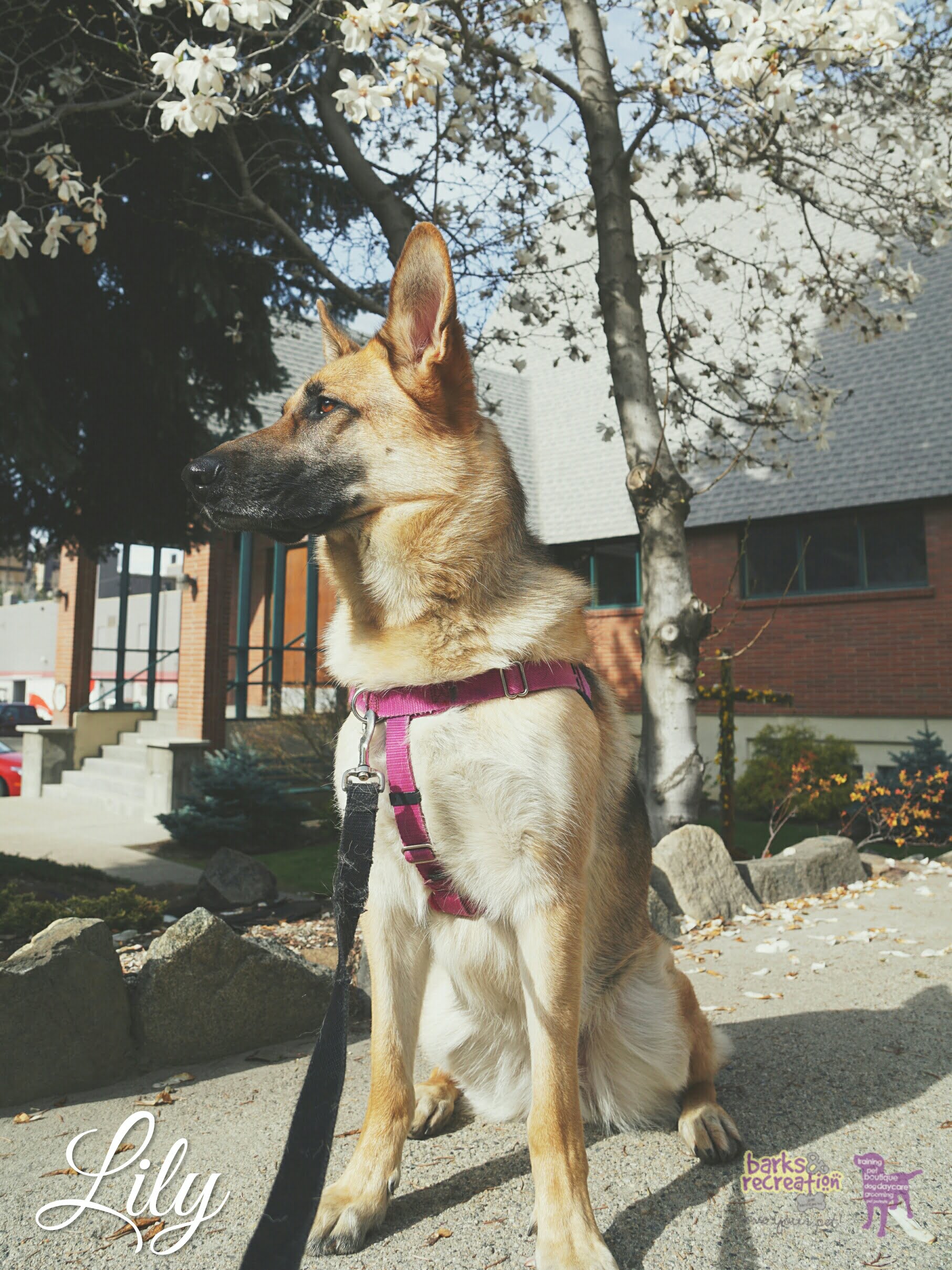 BarksnRec in Trail, BC New Instagram Photo: Lily posing it UP! #barksnrec
