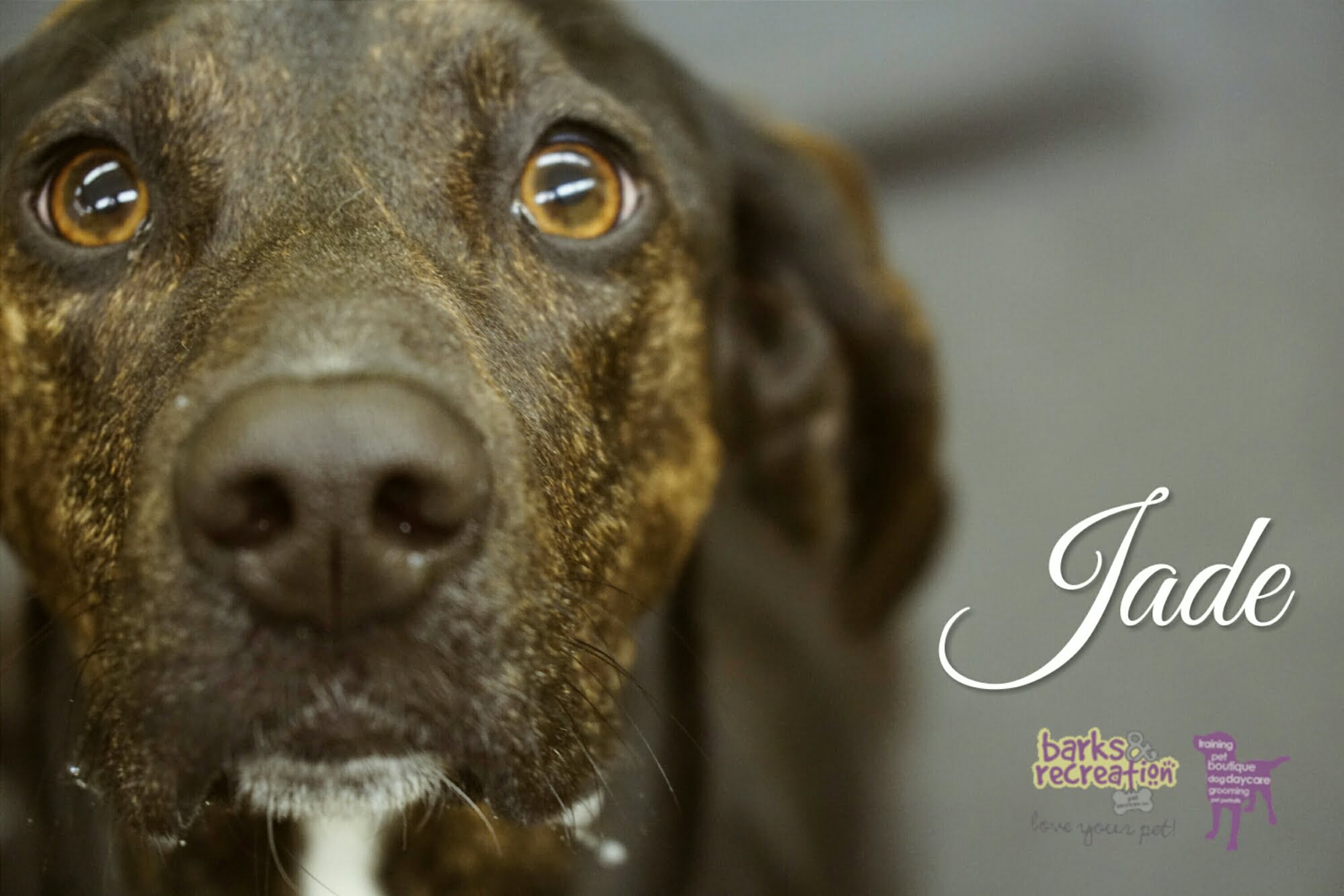 BarksnRec in Trail, BC New Instagram Photo: Sweet Jade closeup. #barksnrec