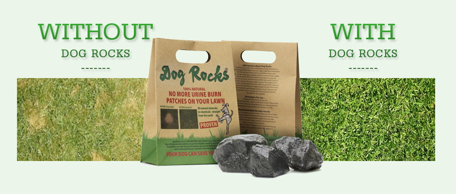 Dog Rocks are back in Stock!