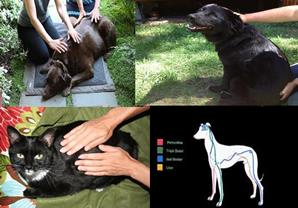 Holistic Pet Care Workshops in West and East Kootenay, Canada, BC