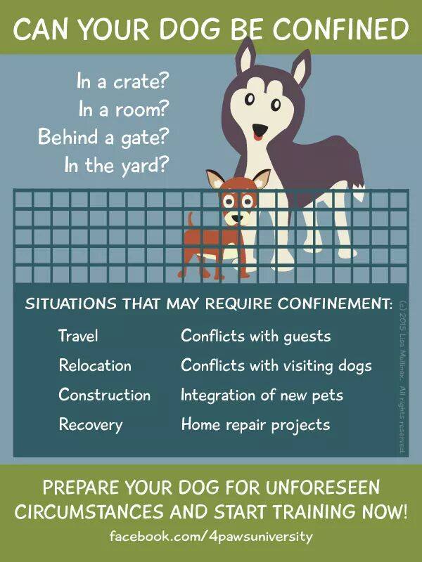 Can your dog be confined comfortably?