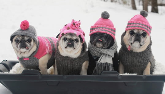 Barks and Recreation Family Day Weekend Store Hours