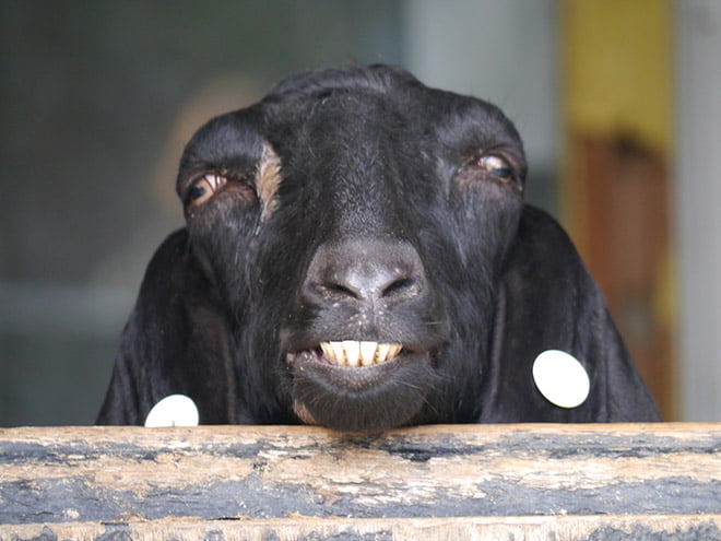 Unflattering Animal Pictures