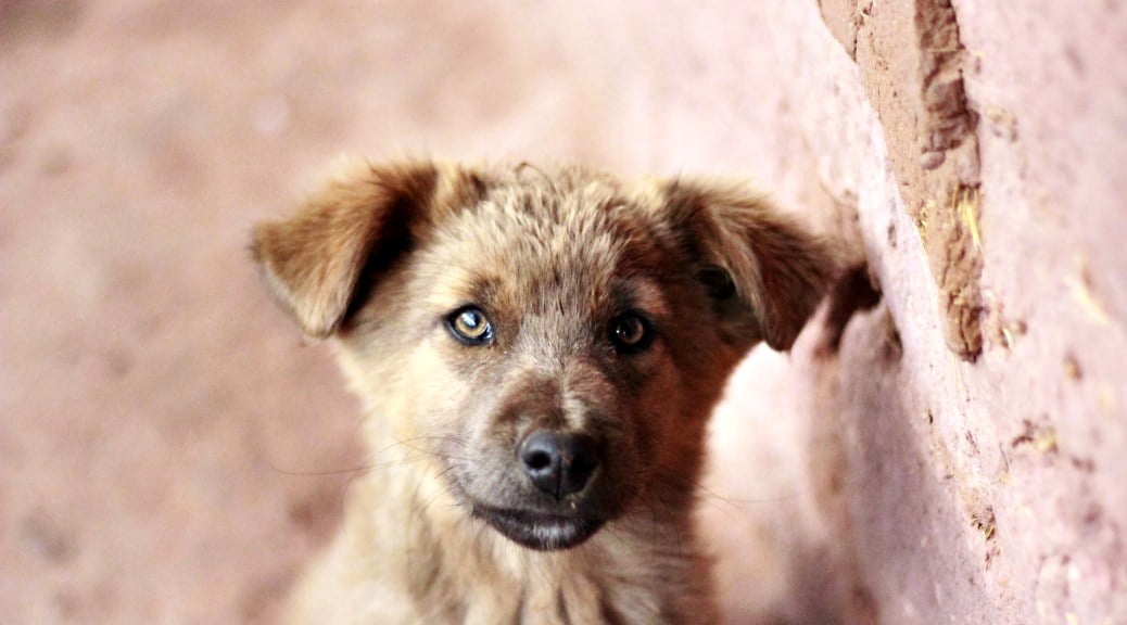 Socializing Your Puppy: Why “Later” Is Too Late – Dr. Jen’s Dog Blog