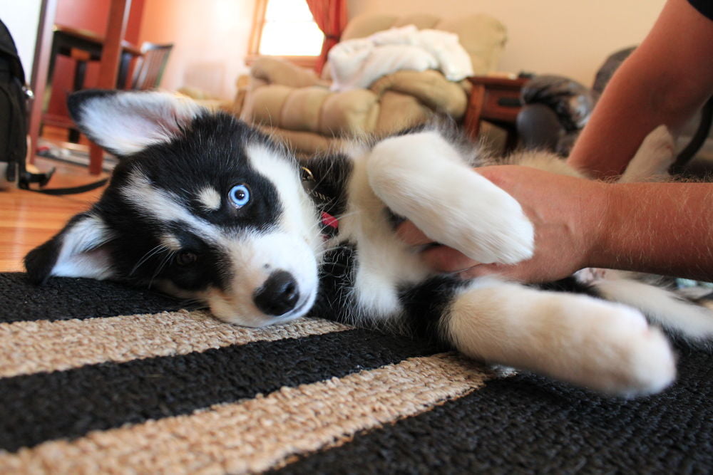 Why Does My Dog Kick When I Scratch His Belly? | Popular Science