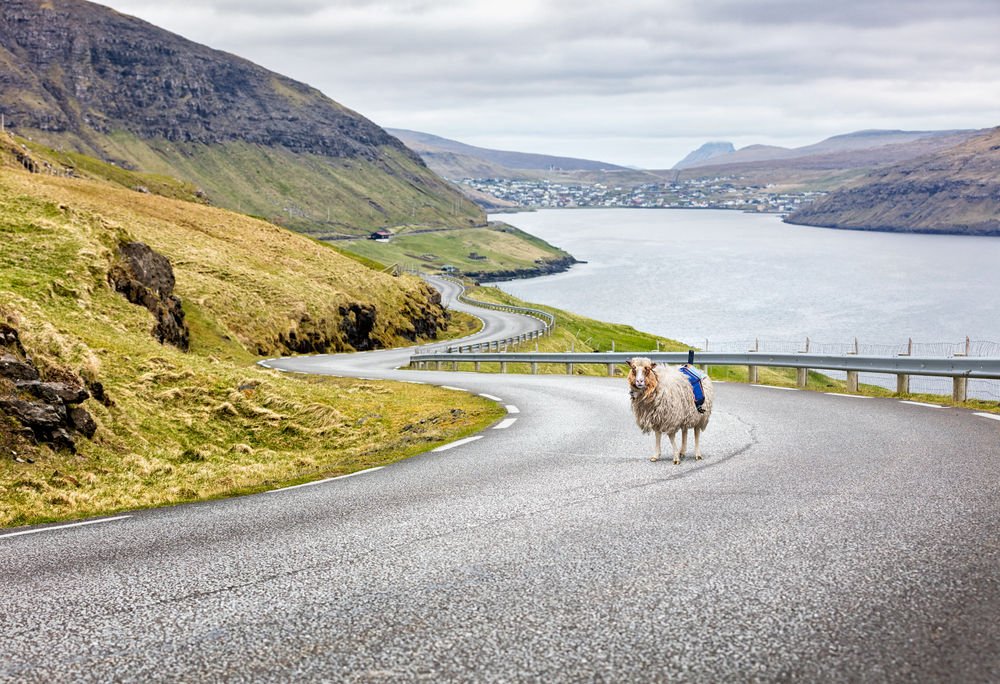 Sheep Equipped with 360-Degree Cameras Roam the Faroe Islands with a Purpose | Popular Science