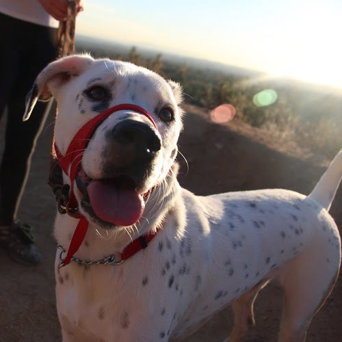 Dear Person Whose Dog “Just Wants to Say Hi” — Patchwork Dogs