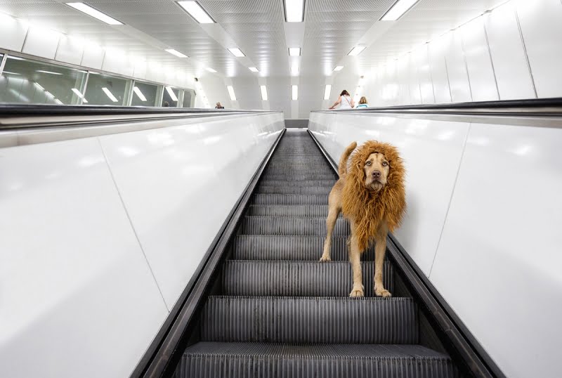Big City Lion: Photographer dresses her adopted dog as a lion in a magical new series | Creative Boom