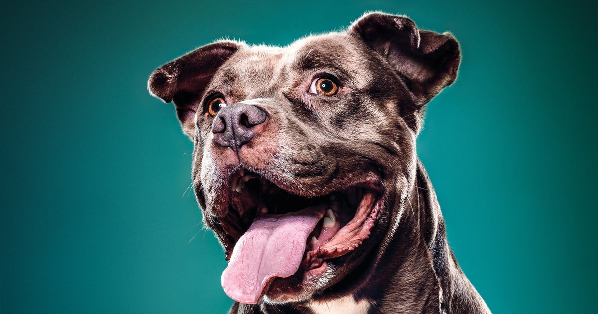 Why Owning a Dog Adds Years to Your Life – Men’s Journal