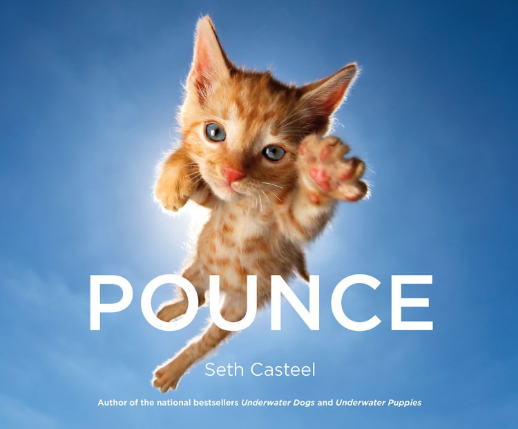 Adorable Rescue Cats and Kittens Hilariously Captured in Mid-Pounce – My Modern Met