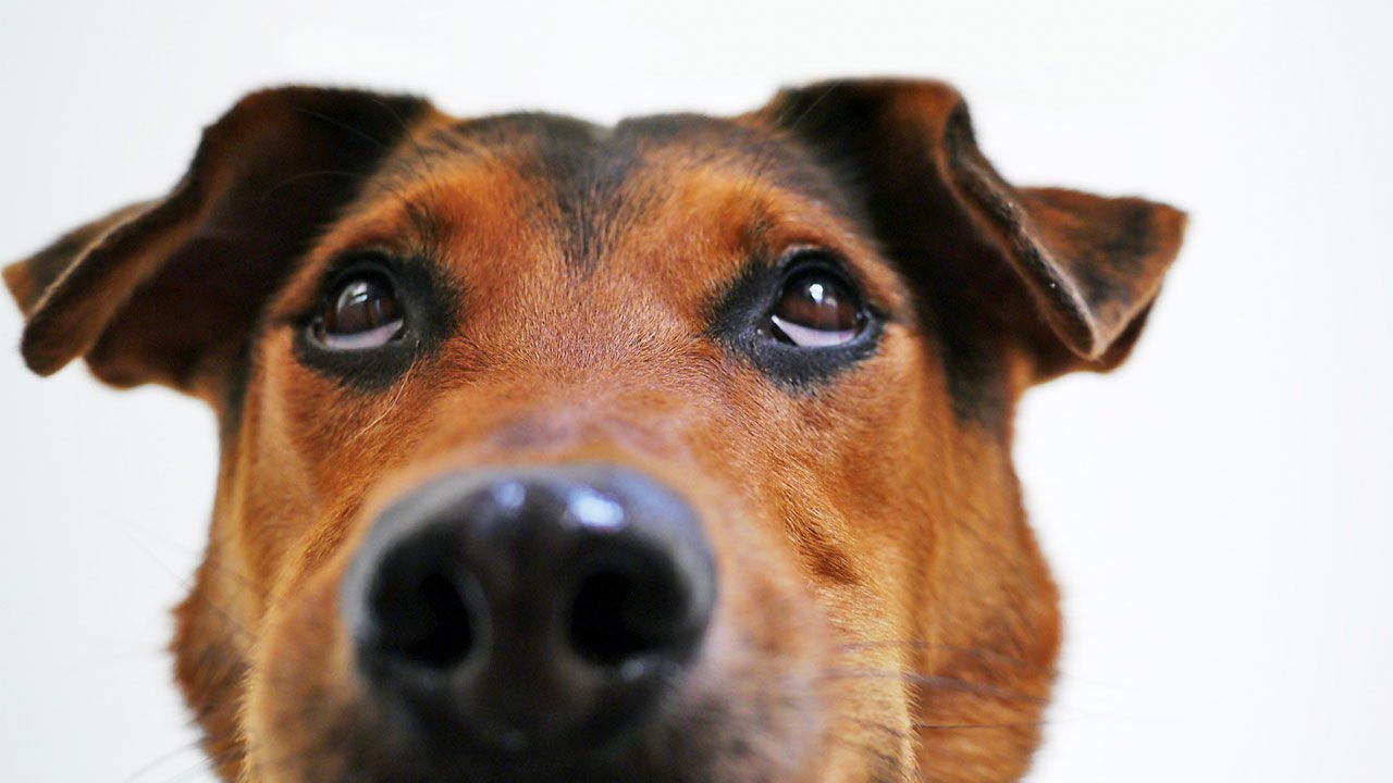 Your dog remembers more than you think