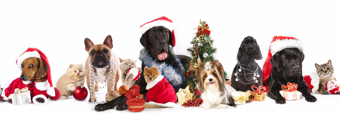 Barks and Recreation in Trail, BC – Christmas Hours