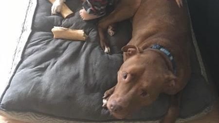 Petition · Castlegar City Hall: Stop Banning Dog Breeds And Over Charging Registration Fees · Change.org