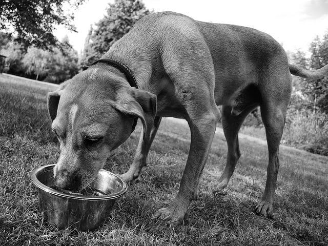 How Often Should You Wash Your Pet’s Food Bowl?