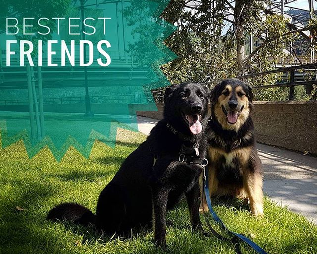 From Barks and Recs Instagram…