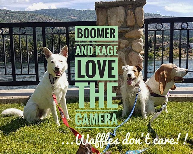 From Barks and Recs Instagram…