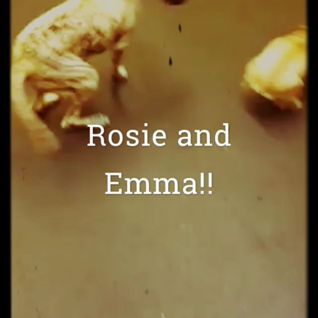 From Barks and Recs Instagram…