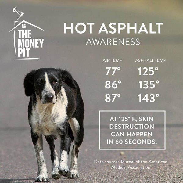 Dog Paw Safety in the Hot Summer Months