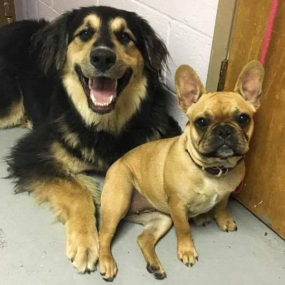 From Barks and Recs Instagram…