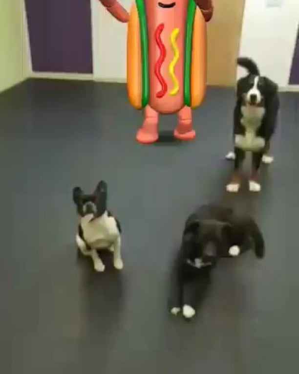 From Barks and Recs Instagram…