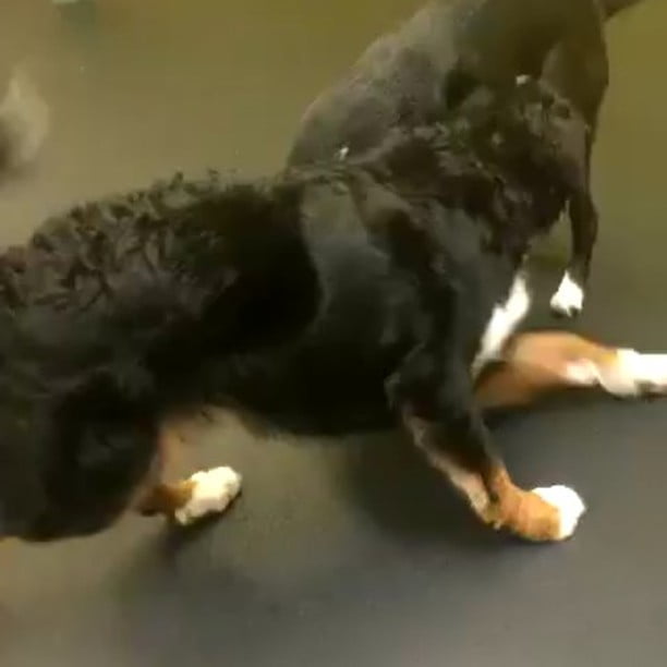 From Barks and Recs Instagram…