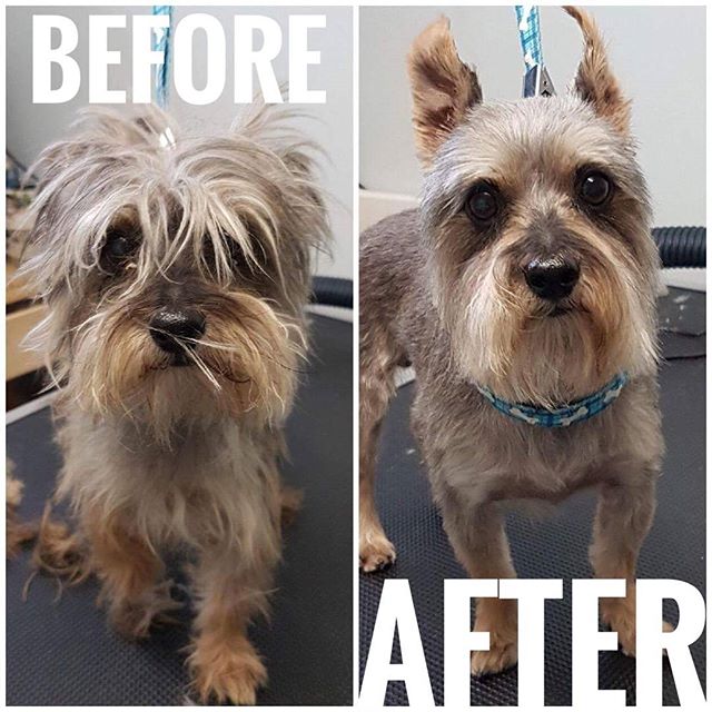 From Barks and Recs Instagram…