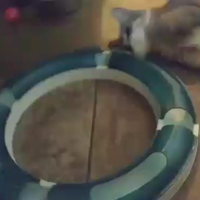 From Barks and Recs Instagram…