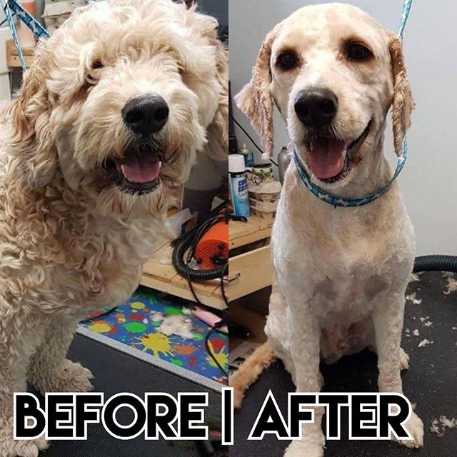 From Barks and Recs Instagram…