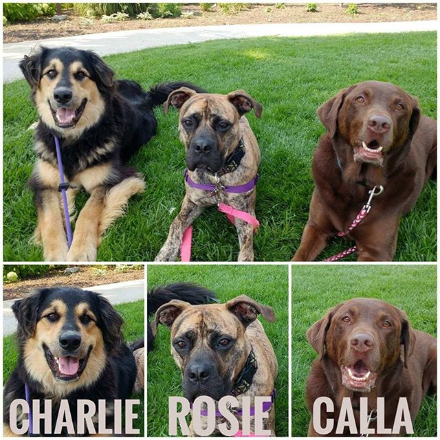 From Barks and Recs Instagram…