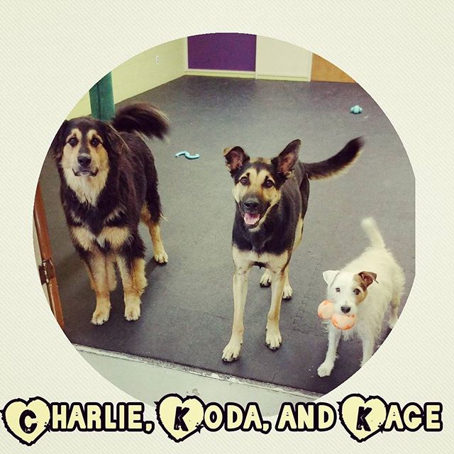 From Barks and Recs Instagram…