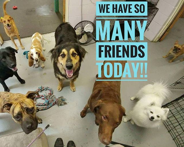 From Barks and Recs Instagram…