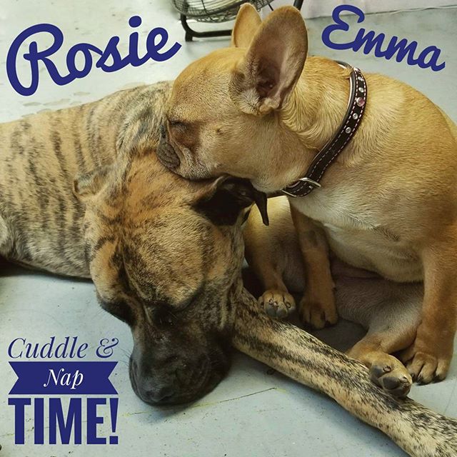 From Barks and Recs Instagram…Rosie and Emma Snooze