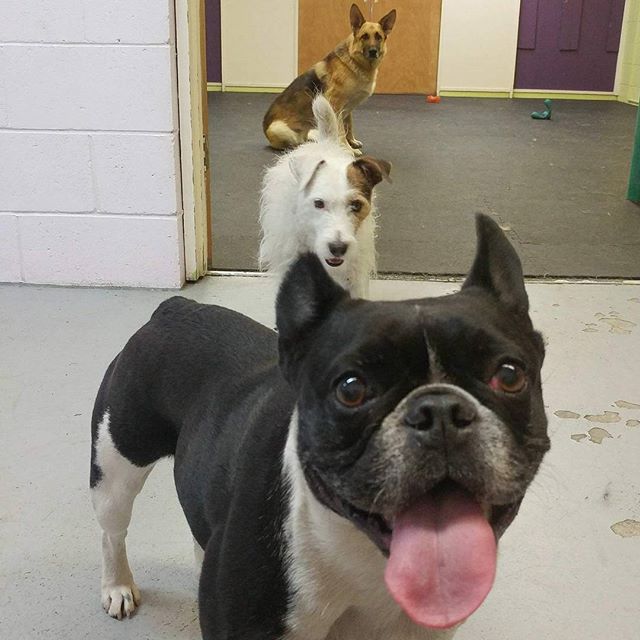 From Barks and Recs Instagram…Dogs Align