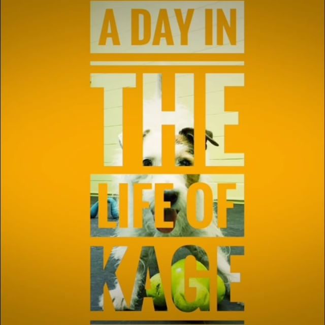 From Barks and Recs Instagram…Daycare Spotlight: Kage!