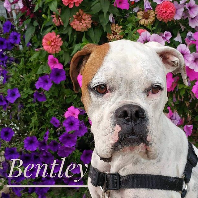 From Barks and Recs Instagram…