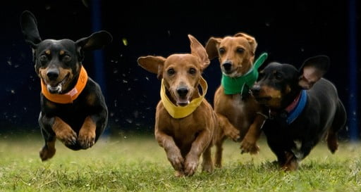 Doxie Fun Fest 2017 at Gyro Park in Trail, BC