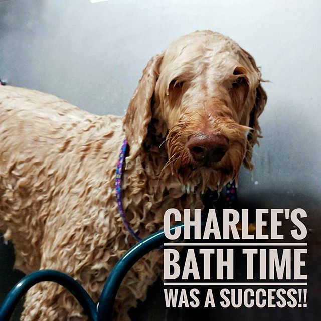 From Barks and Recs Instagram…Charlee’s bath